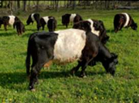 Messmer-Izing Farms, Sunnybrook Fallon Belted Galloway nursing calf
